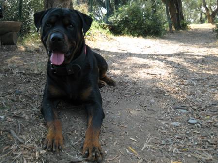 Bouba